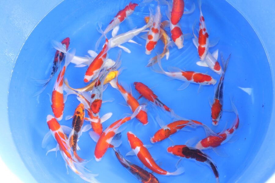koi japonaise mix voile