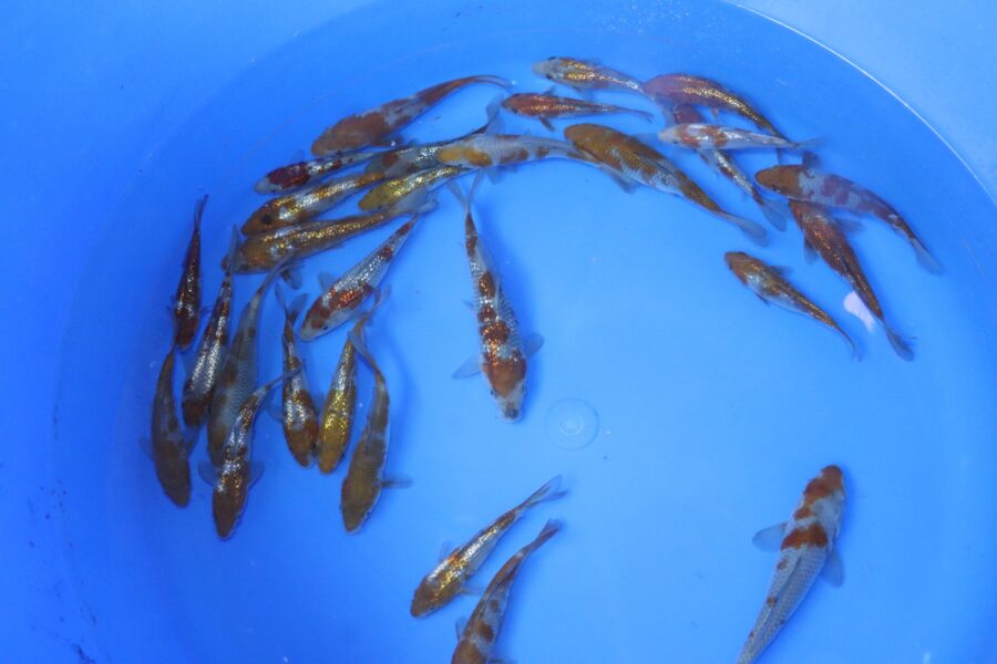 carpe koi ochiba