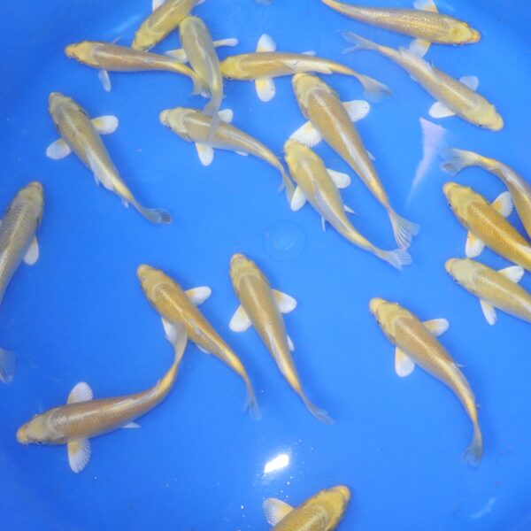 carpe koi tosai ogon 14-16cm