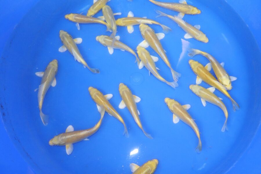carpe koi tosai ogon 14-16cm