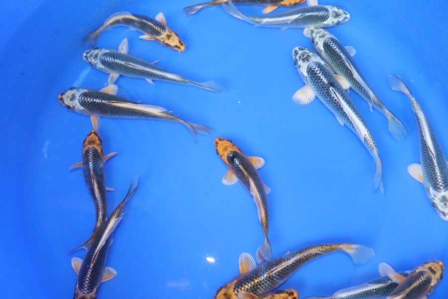 carpe koi tosai kawarigoi