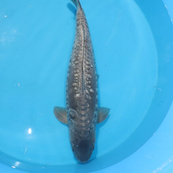Carpe koi Soragoi – Soragoi Aragoke 73cm (3928)