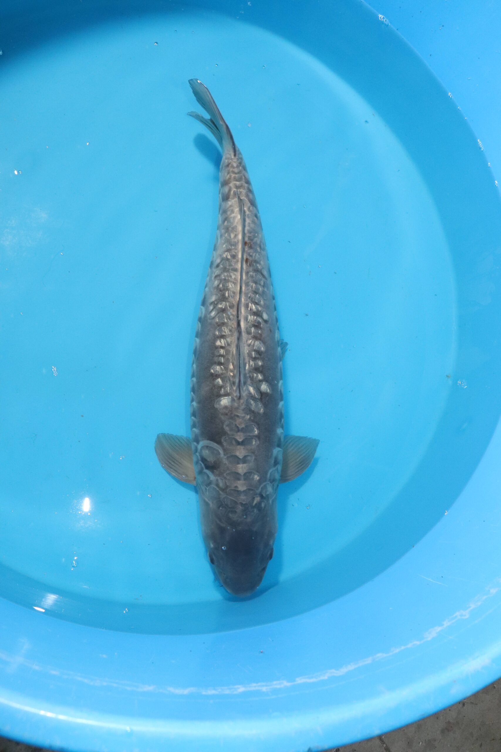 carpe koi japonaise soragoi aragoke 3928