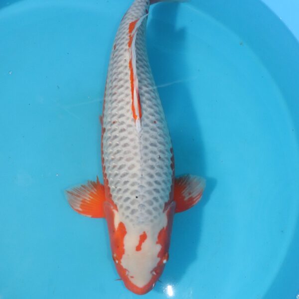 carpe koi japonaise asagi