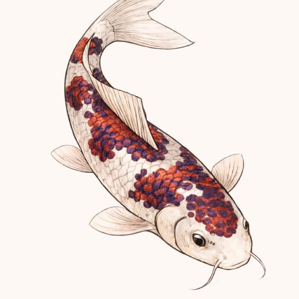 Carpe koi japonaise illustration Goromo