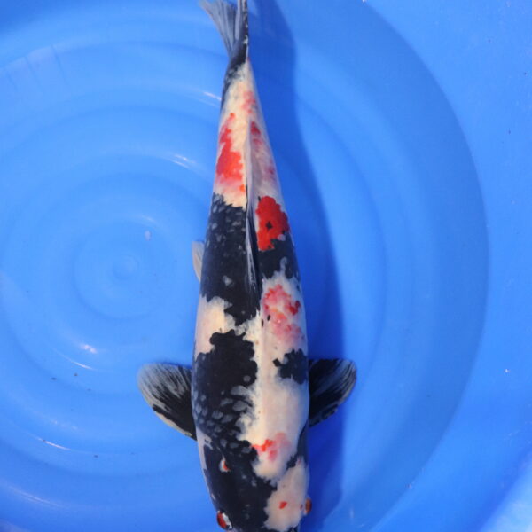 Carpe koi Showa – Showa Ginrin 65cm (3985)