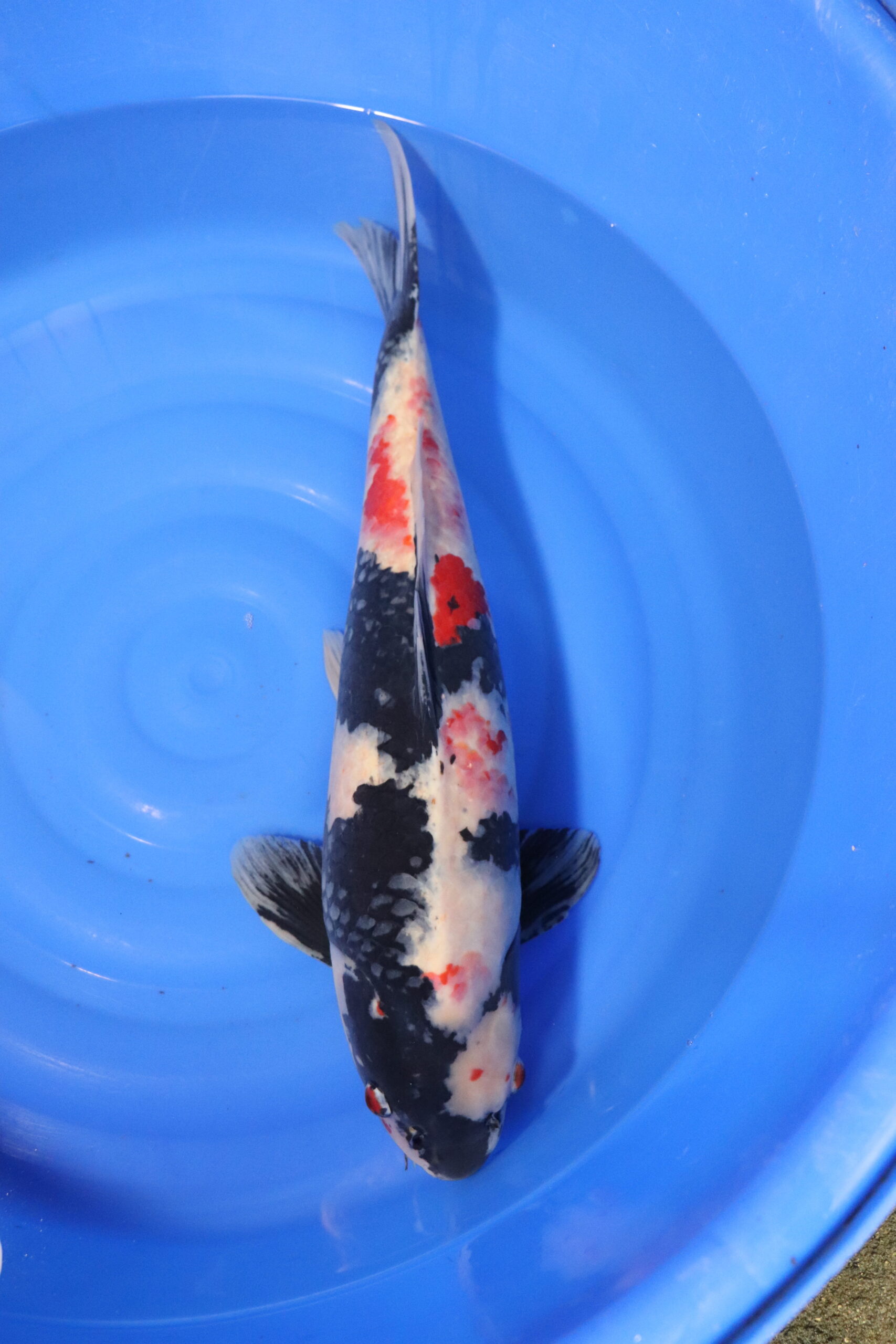 Carpe koi japonaise showa (3985)