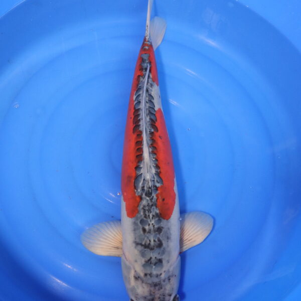 Carpe koi Shusui – Shusui 65cm (3987)