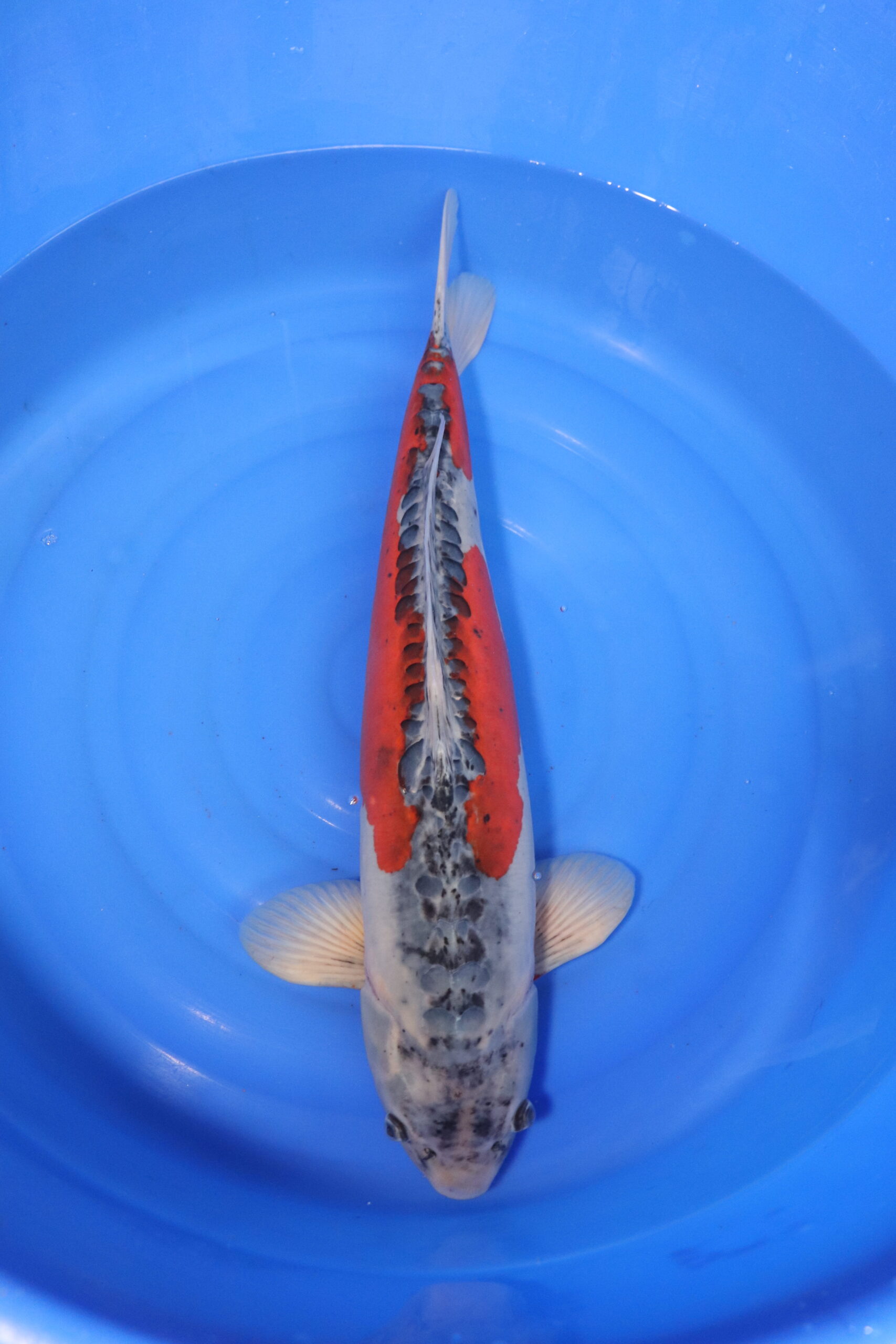 Carpe koi japonaise Shusui (3987)