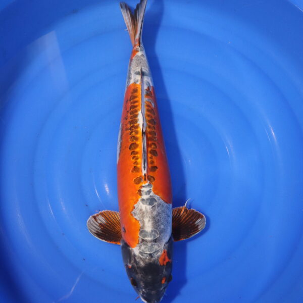 Carpe koi Beni Kikokuryu – Beni Kikokuryu 54cm (3990)