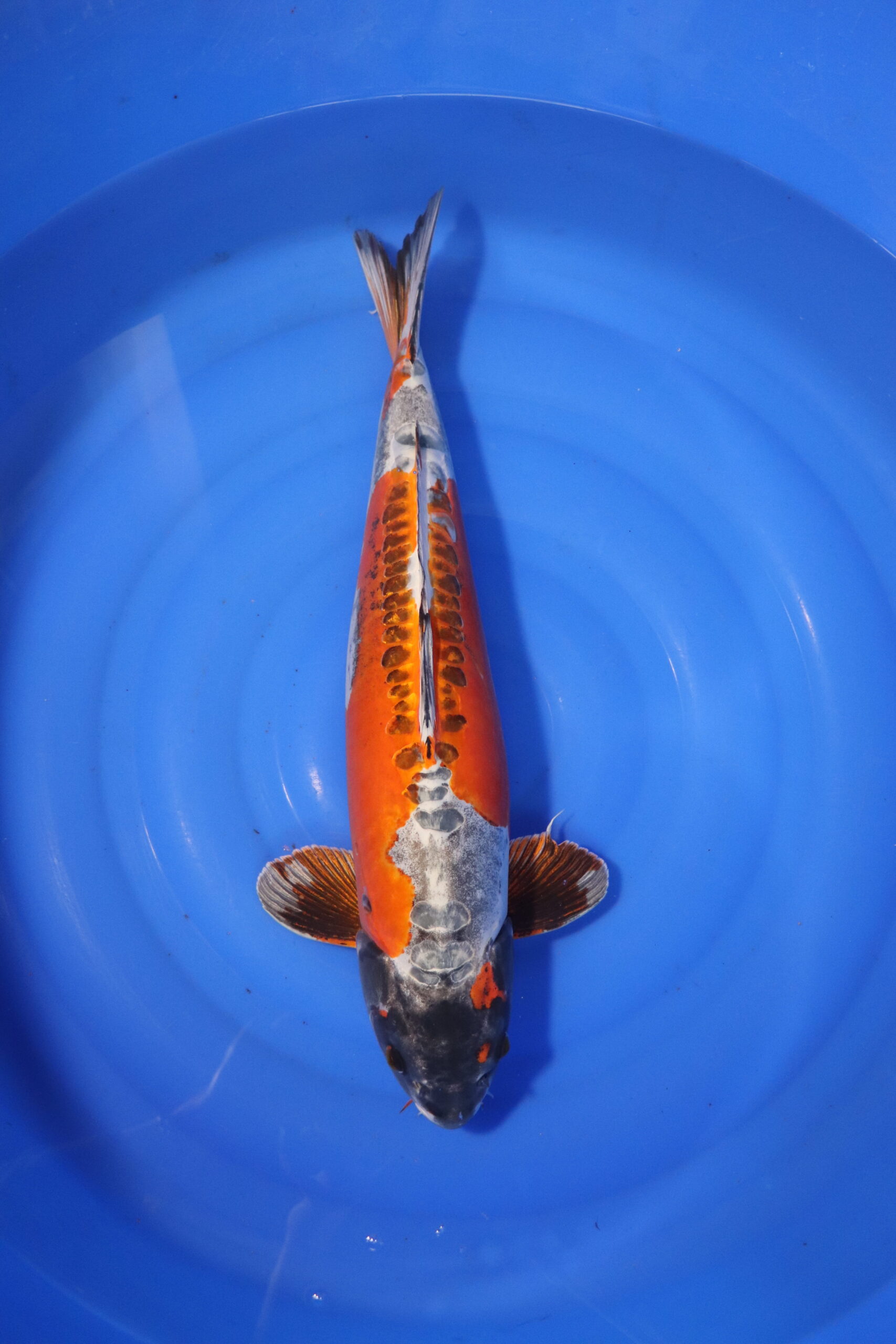Carpe koi japonaise beni kikokuryu (3990)