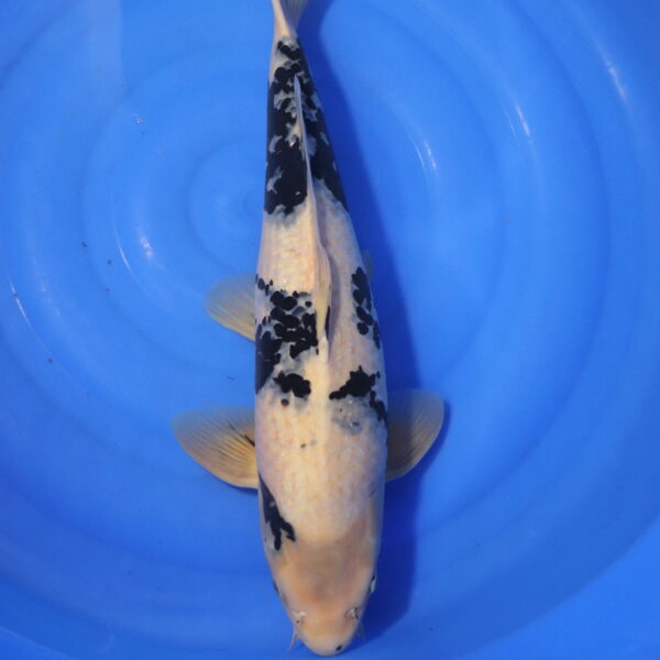 Carpe koi Shiro Utsuri – Shiro Utsuri 56cm (3992)