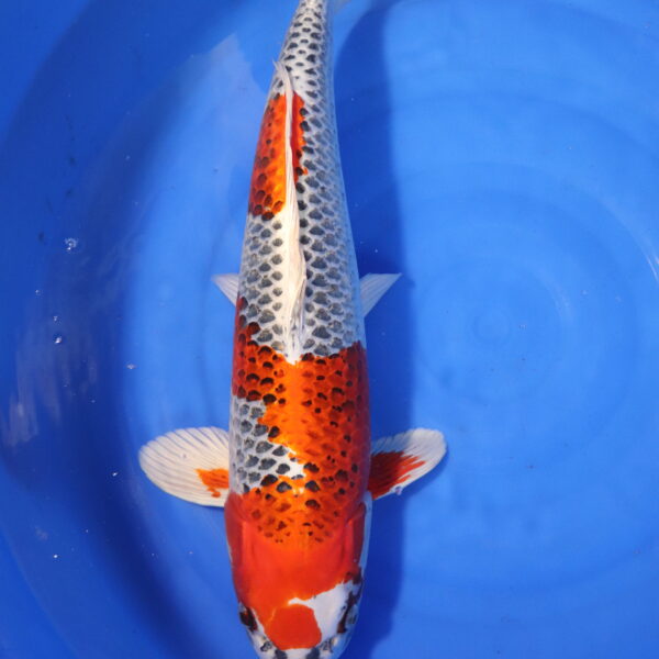 Carpe koi Kujaku – Kujaku 65cm (3996)