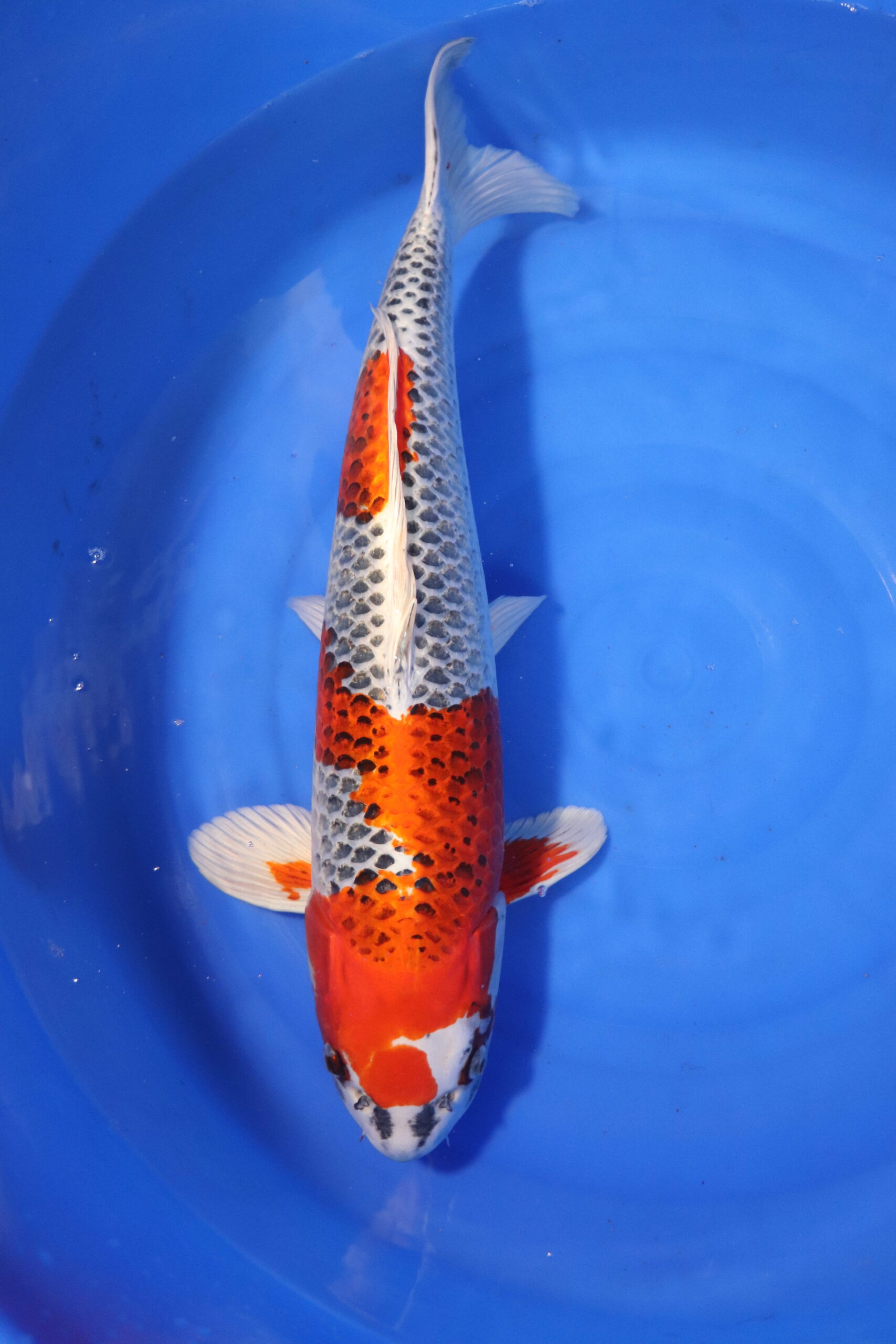 Carpe koi japonaise Kujaku (3996)