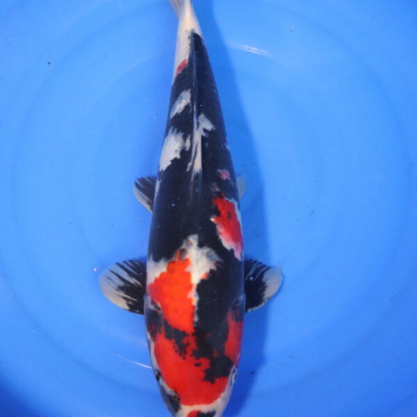 Carpe koi Showa – Showa 48cm (4001)