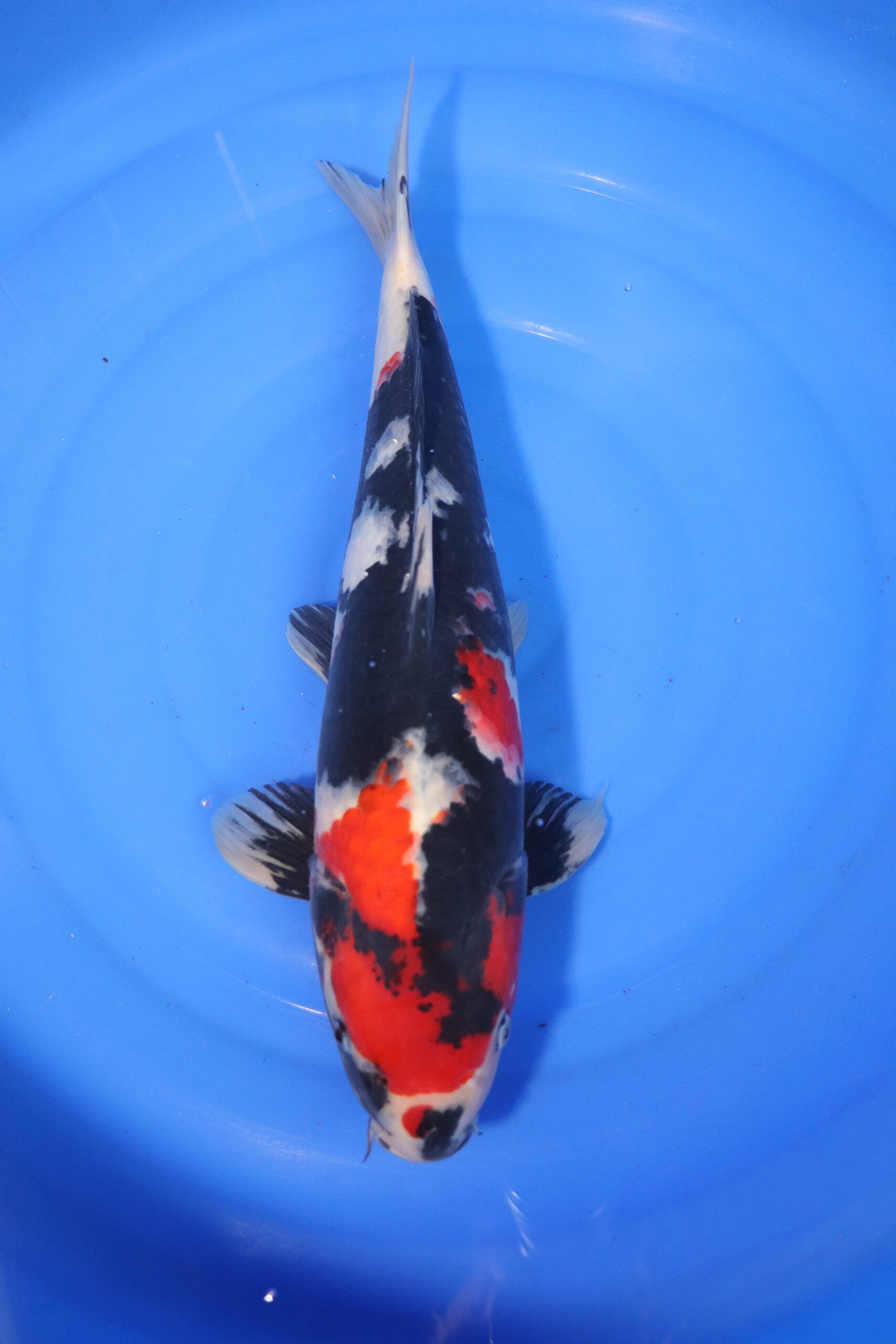 Carpe koi japonaise Showa (4001)