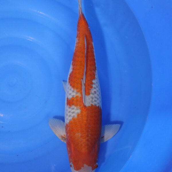 Carpe koi Ochiba – Ochiba 49cm (4005)