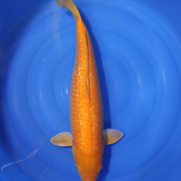 Carpe koi Karashigoi – Karashigoi Ginrin 60cm (4007)