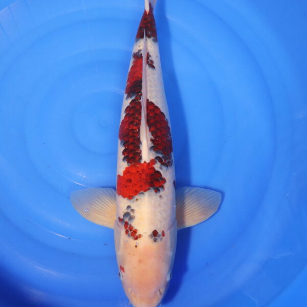 Carpe koi Goromo – Ai Goromo 58cm (4014)
