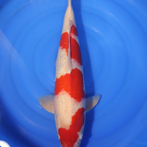 Carpe koi Kohaku – Kohaku 60cm (4023)