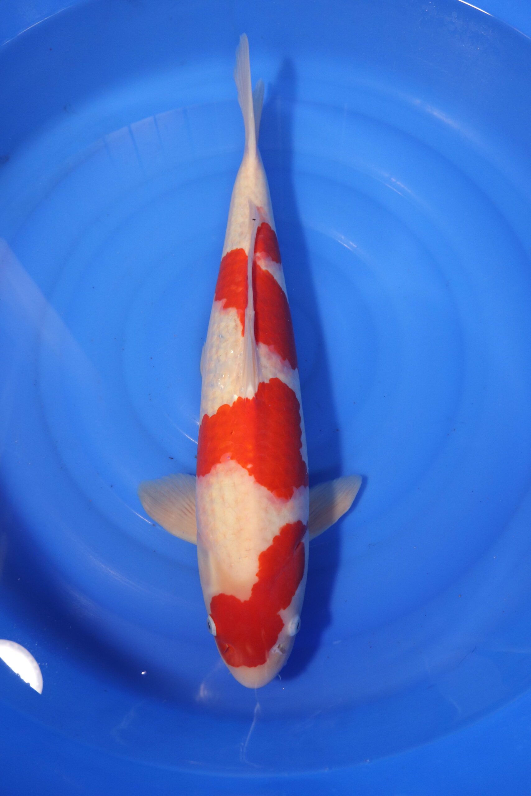 Carpe koi japonaise kohaku 4023