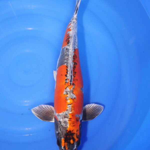 Carpe koi Beni Kikokuryu – Beni kikokuryu 51cm (4026)