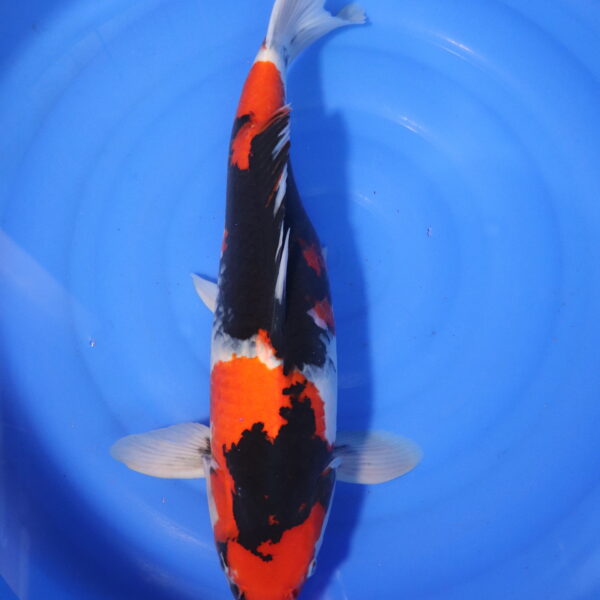 Carpe koi Showa – Showa 55cm (4028)