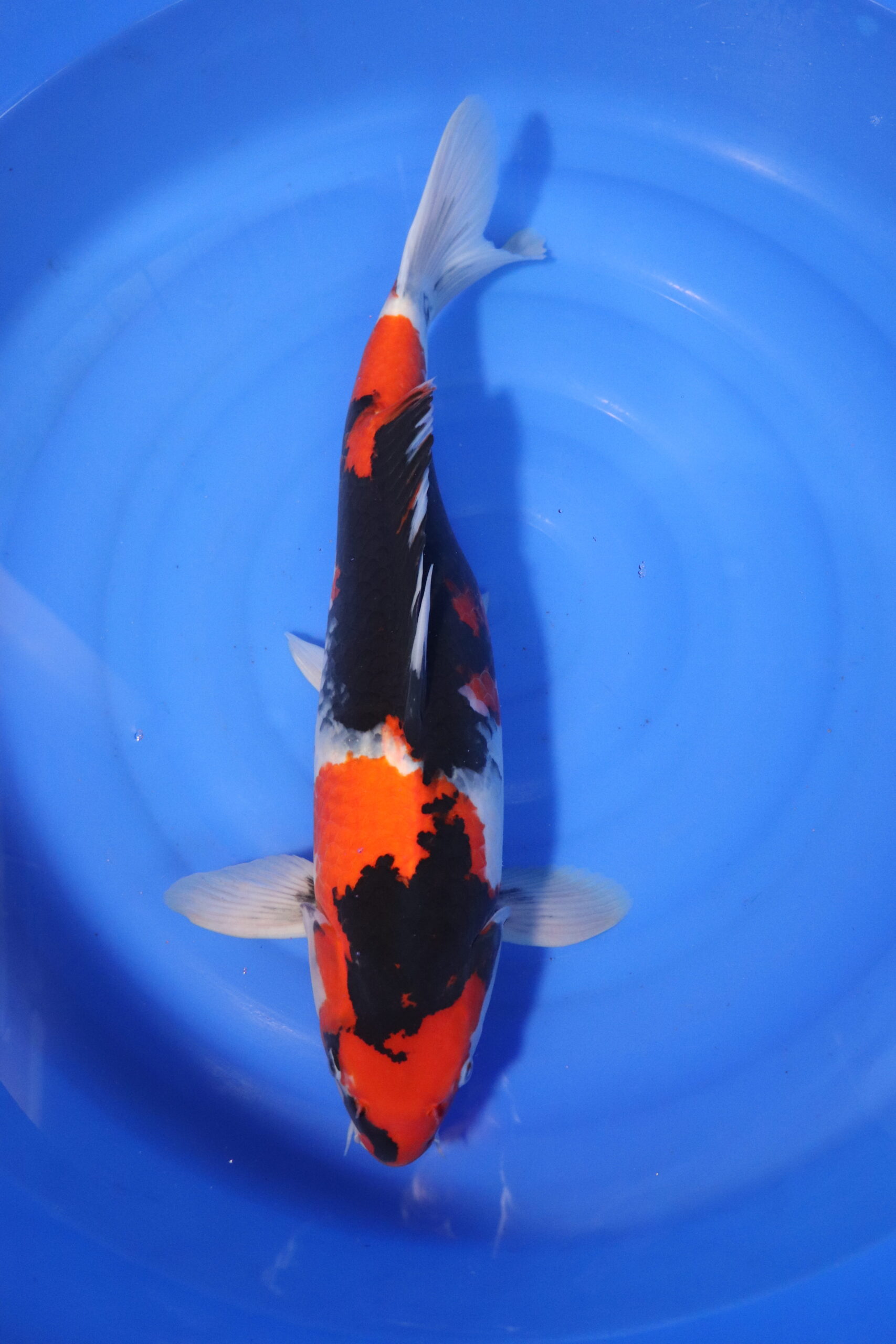 Carpe koi japonaise showa (4028)