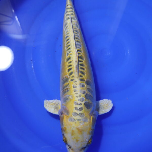 Carpe koi Hariwake – Hariwake 50cm (4034)