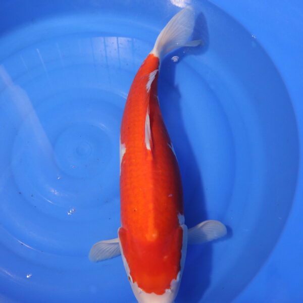 Carpe koi Kohaku – Kohaku 60cm (4036)