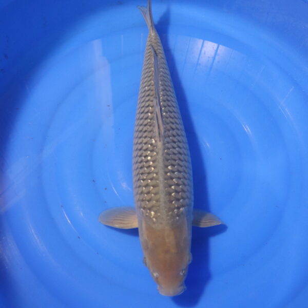 Carpe koi Soragoi – Soragoi Ginrin 53cm (4043)