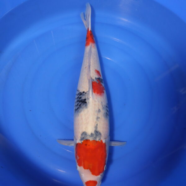 Carpe koi Showa – Showa 60cm (4045)