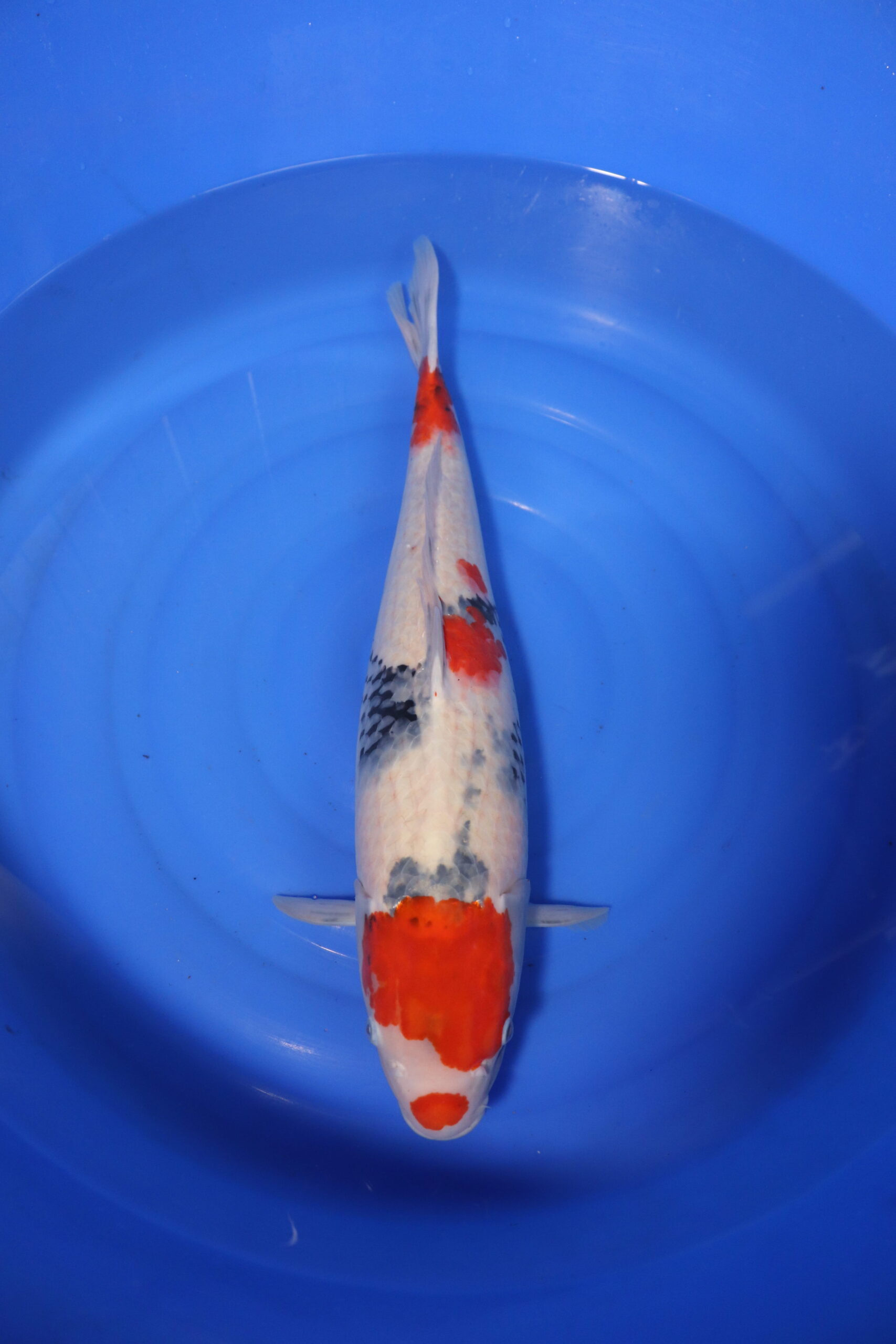 carpe koi japonaise showa 4045