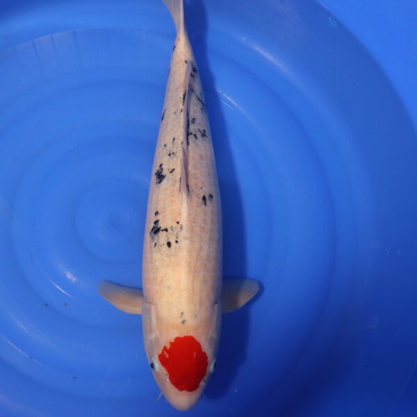 Carpe koi Tancho – Tancho Sanke 58cm (4048)
