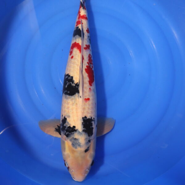 Carpe koi Showa – Showa 63cm (4049)
