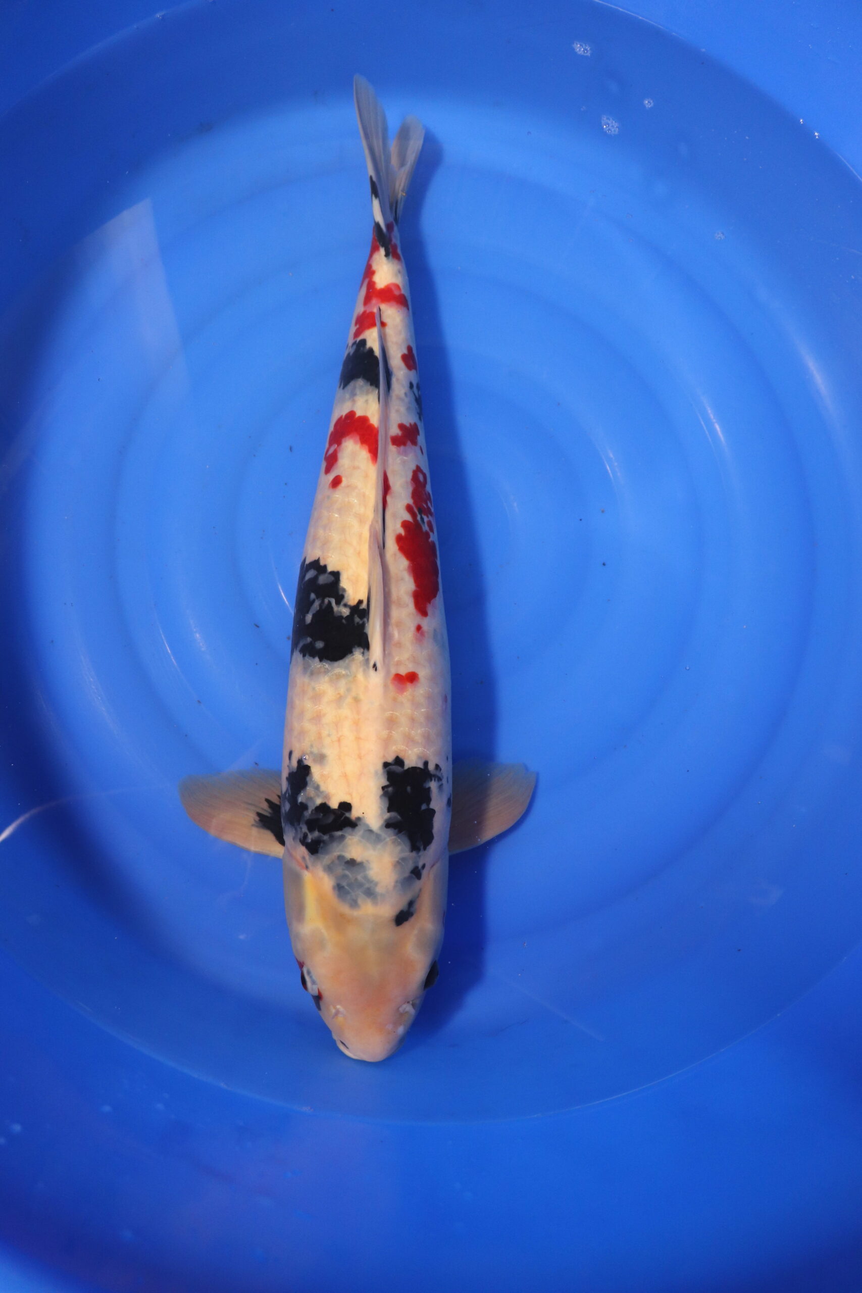carpe koi japonaise Showa 4049