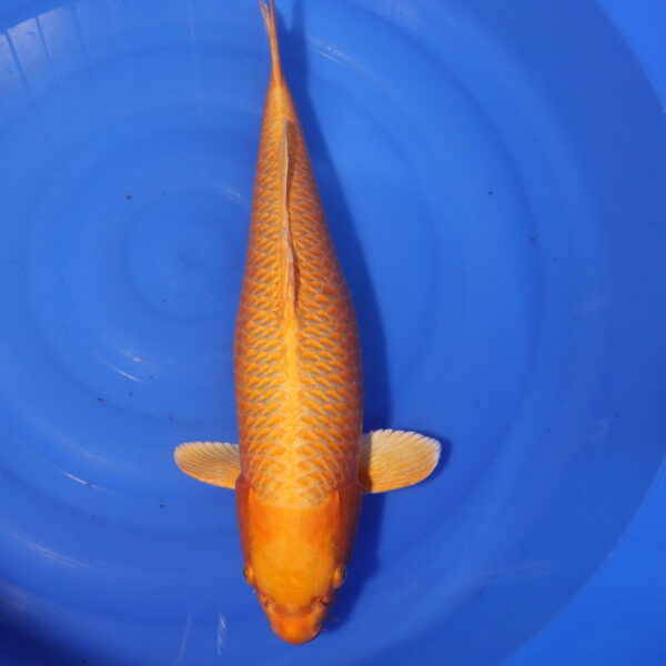 Carpe koi Yamabuki Ogon – Yamabuki Ogon 52cm (4050)