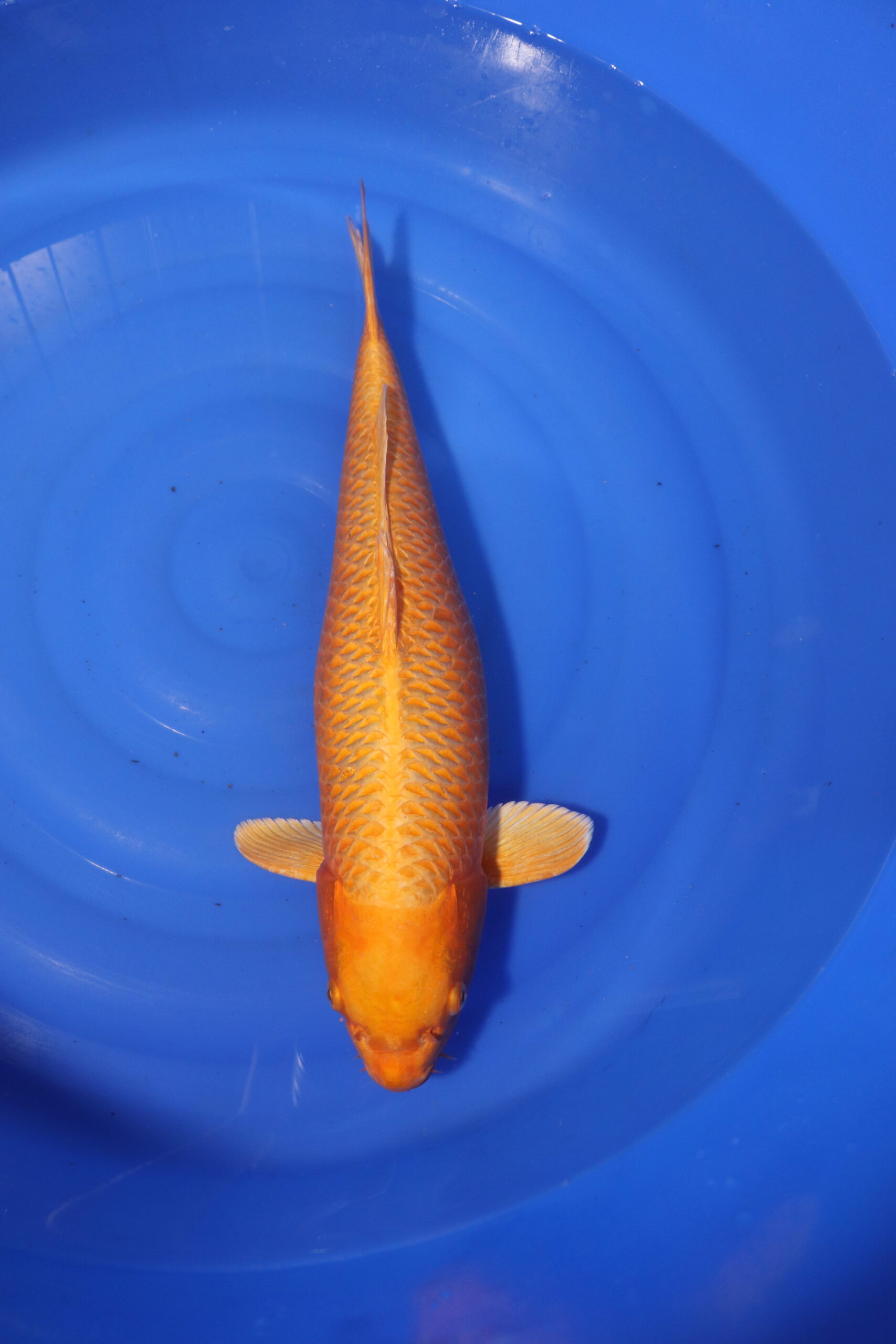 carpe koi japonaise Yamabuki Ogon 4050