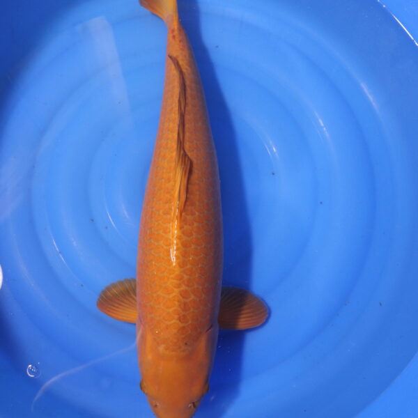 Carpe koi Chagoi – Chagoi 67cm (4052)