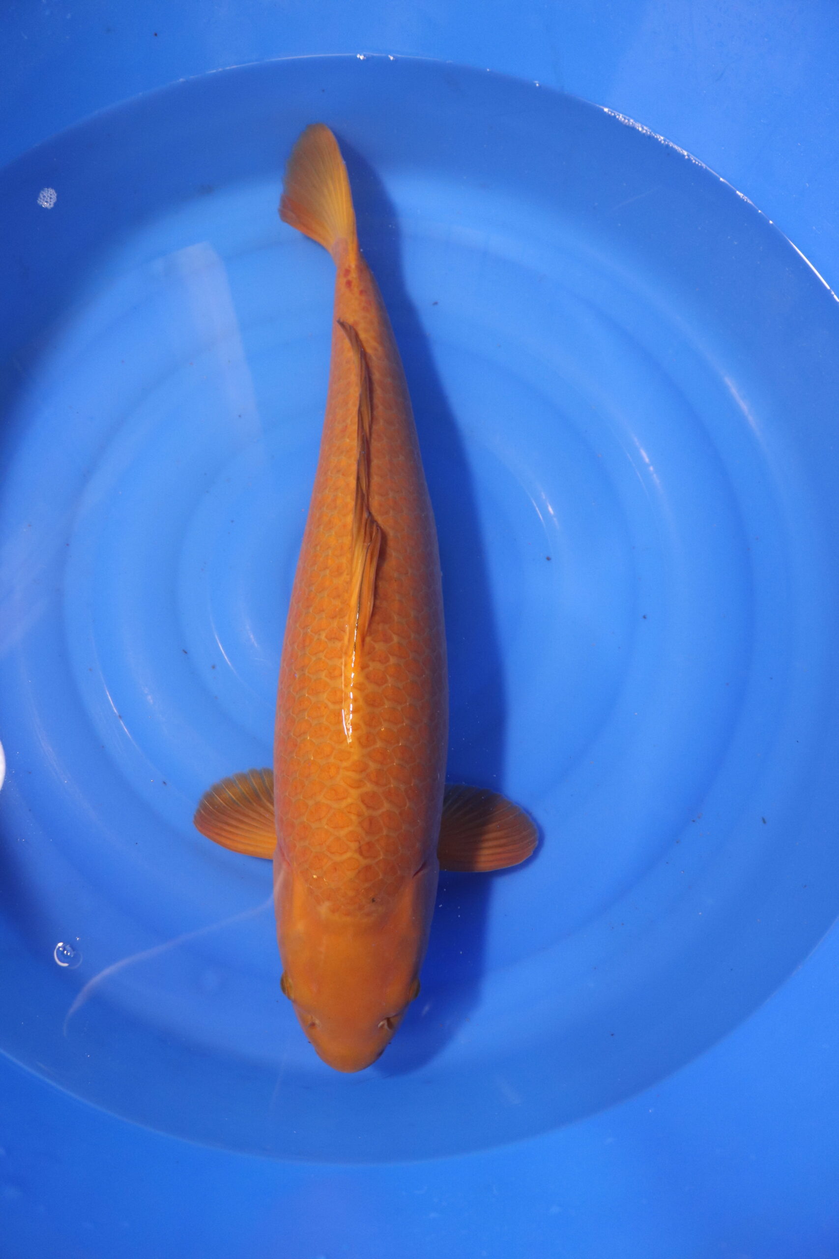 carpe koi japonaise chagoi 4052