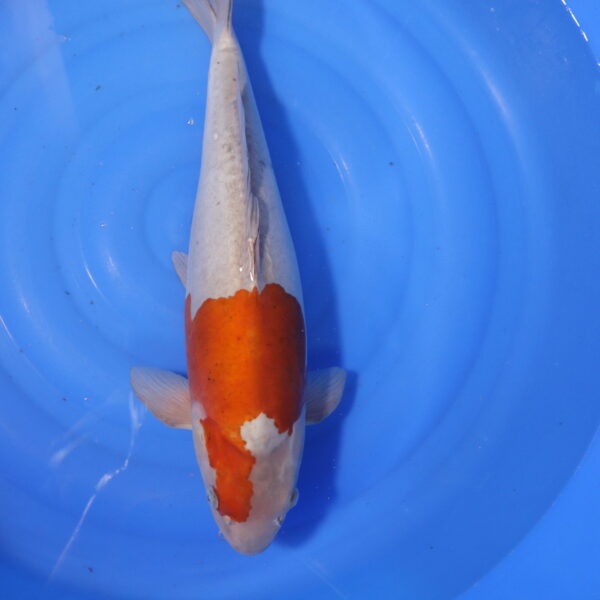 Carpe koi Ochiba – Ochiba Doitsu 55cm (4056)