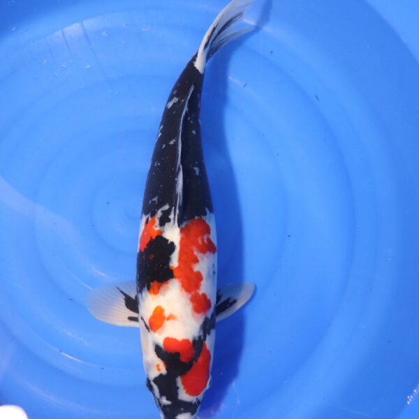 Carpe koi Showa – Showa 56cm (4058)