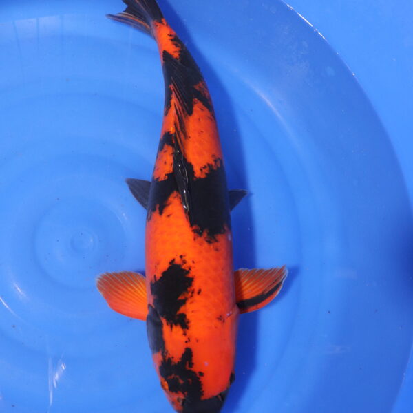 Carpe koi Hi Utsuri – Hi Utsuri 56cm (4060)
