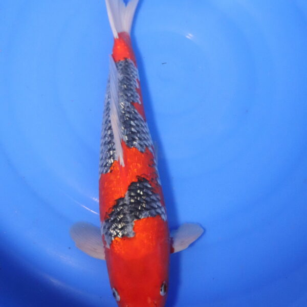 Carpe koi Goshiki – Goshiki Ginrin 44cm (4068)