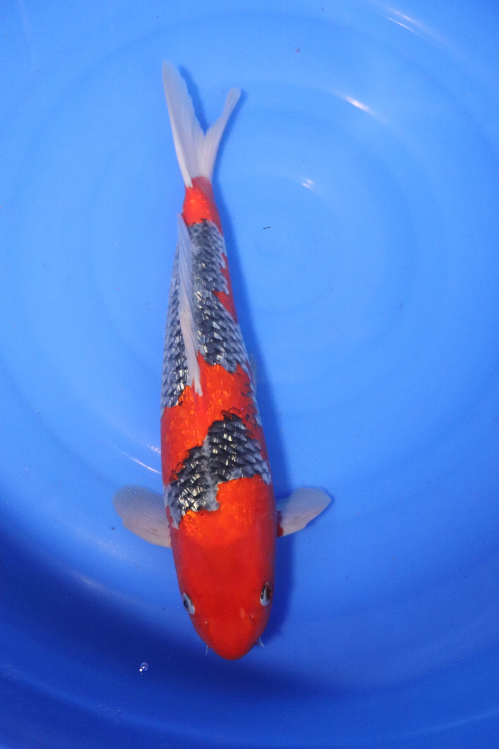 Carpe koi japonaise goshiki ginrin 4068