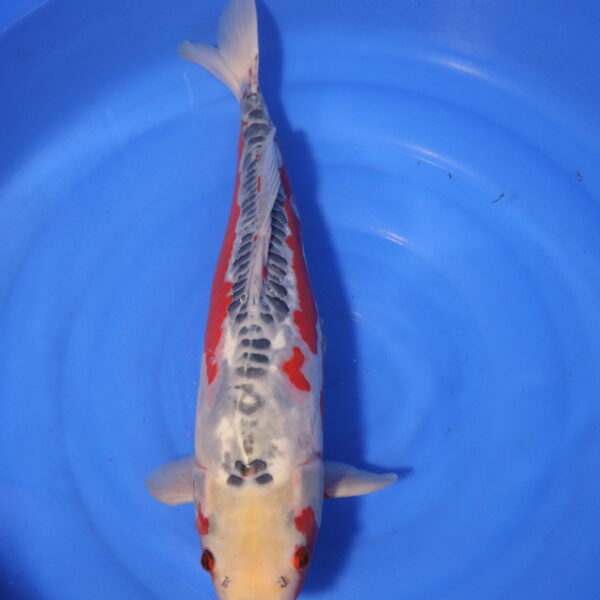 Carpe koi Shusui – Shusui 55cm (4071)