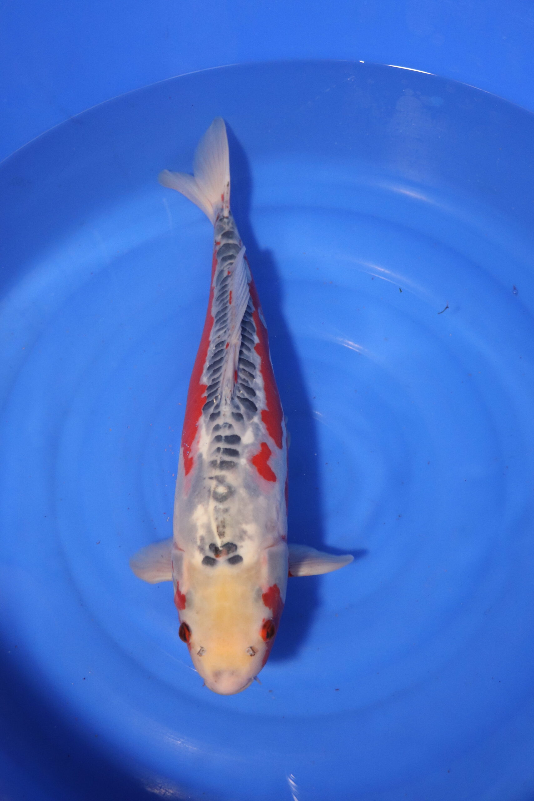 carpe koi japonaise shusui 4071