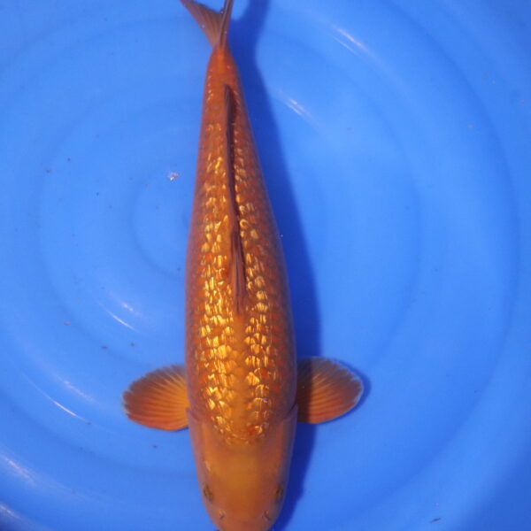 Carpe koi Chagoi – Chagoi Ginrin 50cm (4074)
