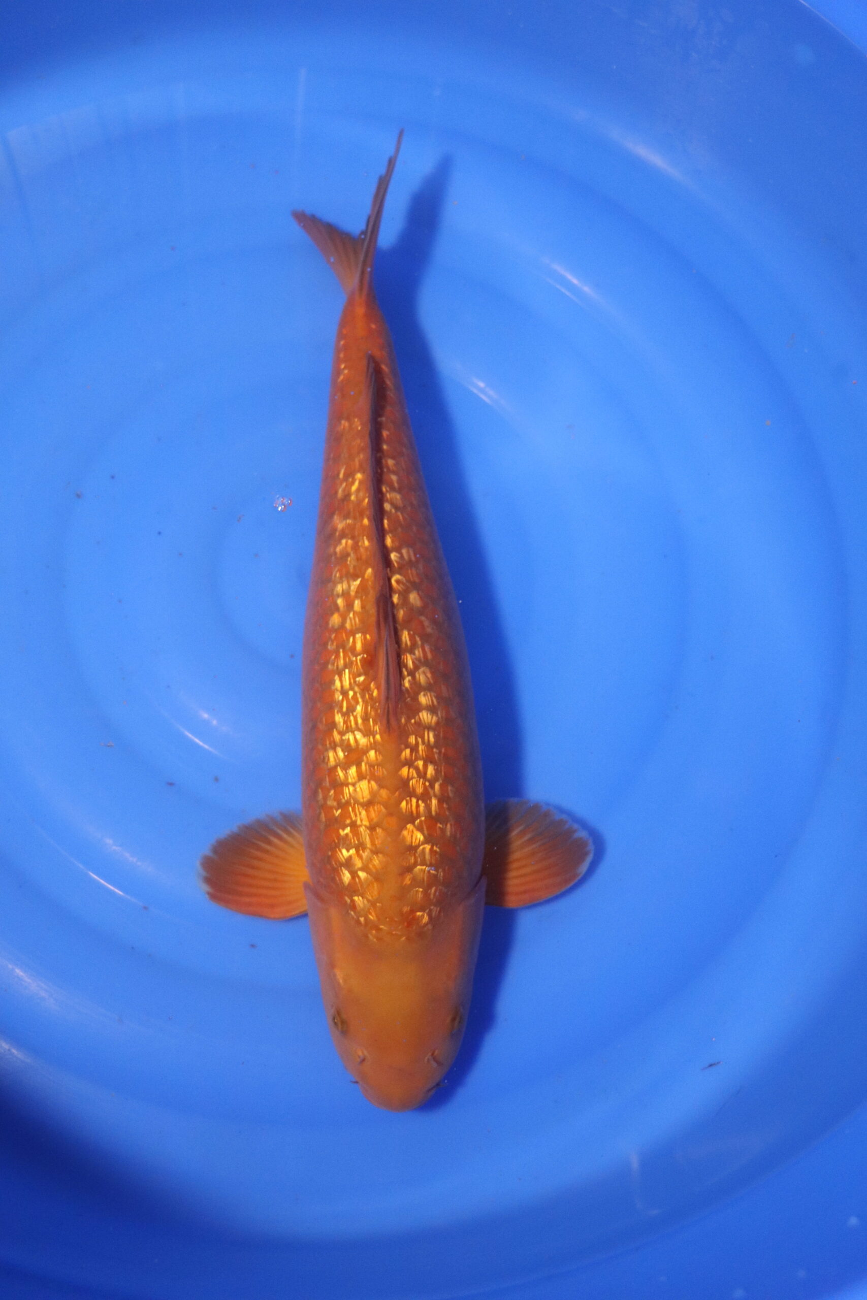 carpe koi japonaise chagoi ginrin