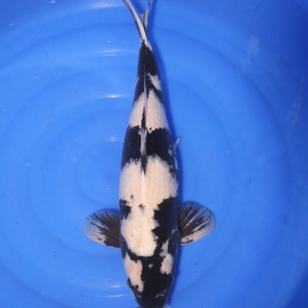 Carpe koi Shiro Utsuri – Shiro Utsuri 48cm (4078)